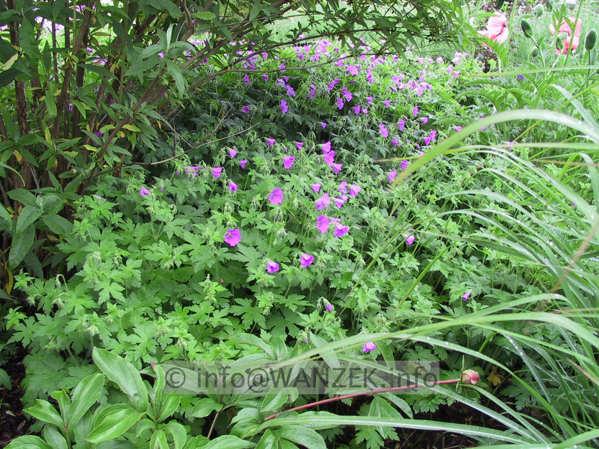 Geranium Sirak.JPG